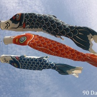 Day 15 - Flying carps - Japan's Koi-Nobori (鯉幟) 